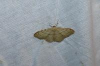 Idaea aversata