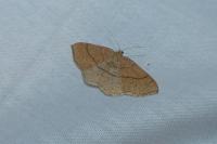 Cyclophora suppunctaria