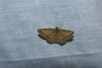 Scopula rubiginata