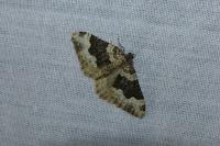 Epirrhoe galiata