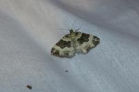 Epirrhoe rivata