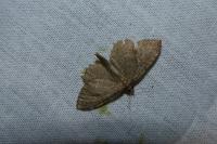 Philereme vetulata