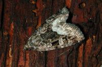 Deltote pygarga