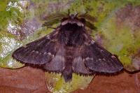 Poecilocampa populi populi