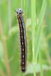 Malacosoma neustria