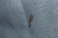 Eilema caniola