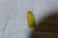Mythimna pallens