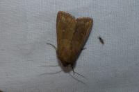 Mythimna albipuncta