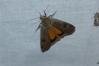 Noctua pronuba