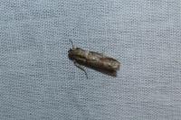 Acrobasis
