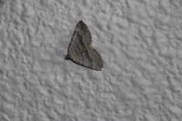 Scotopteryx bipunctaria