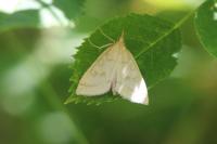 Udea lutealis