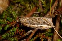 Chesias legatella
