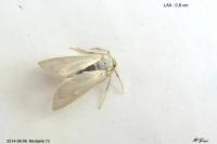 Acentria ephemerella