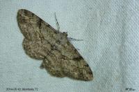 Peribatodes rhomboidaria rhomboidaria
