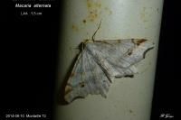 Macaria alternata