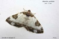 Melanthia procellata