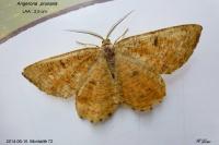 Angerona prunaria