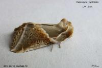 Habrosyne pyritoides