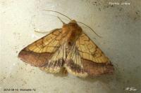 Pyrrhia umbra