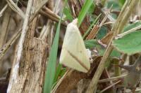 Rhodometra sacraria