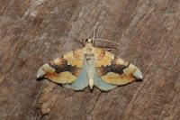 Cidaria fulvata
