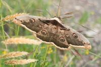 Saturnia pyri