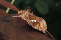 Chrysodeixis chalcites