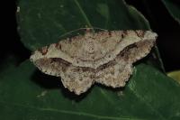 Chiasmia aestimaria