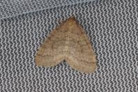 Operophtera brumata