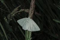 Siona lineata