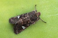 Dryobota labecula