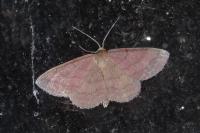 Scopula rubiginata