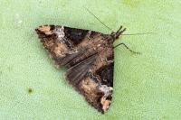 Hypena obsitalis