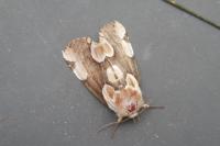Thyatira batis