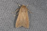 Mythimna unipuncta