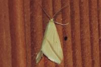 Rhodometra sacraria