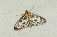 Anania hortulata