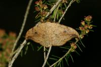 Drepana falcataria