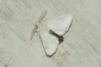 Euproctis chrysorrhoea