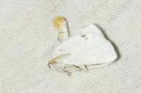 Sphrageidus similis