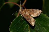 Lacanobia splendens