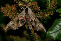 Smerinthus ocellatus ocellatus
