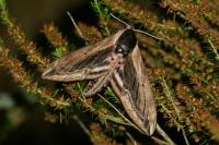 Sphinx ligustri