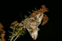 Autographa gamma
