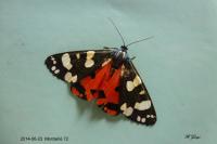Callimorpha dominula