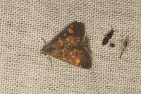 Pyrausta aurata
