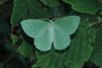 Geometra papilionaria