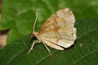 Cepphis advenaria