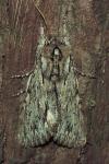 Asteroscopus sphinx